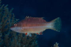 Oxycheilinus digramma