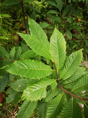 Castanea sativa