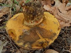 Phlebopus marginatus