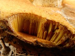 Phlebopus marginatus