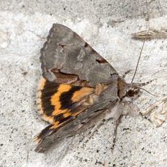 Catocala grynea