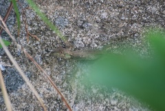 Diploderma polygonatum polygonatum