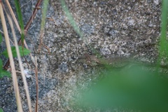 Diploderma polygonatum polygonatum