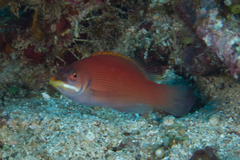 Pseudocheilinus evanidus