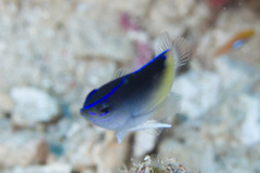 Chrysiptera rollandi