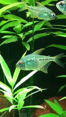 Moenkhausia pittieri