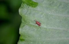 Metaprodioctes formosanus