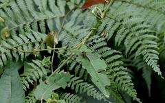 Sinogomphus formosanus