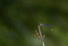 Bayadera brevicauda
