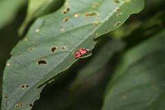 Aiolocaria hexaspilota