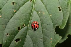 Aiolocaria hexaspilota