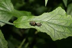 Eocanthecona formosa