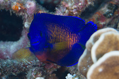 Centropyge bispinosa