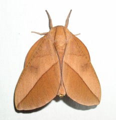 Adeloneivaia