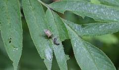 Eocanthecona formosa