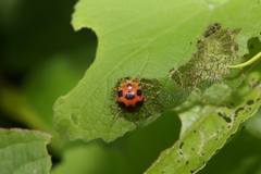 Diekeana admirabilis