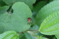 Diekeana admirabilis