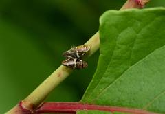Mesoptyelus auropilosus