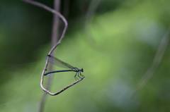 Bayadera brevicauda