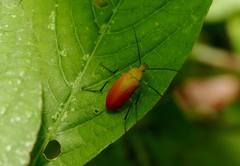 Cistelina tricolor