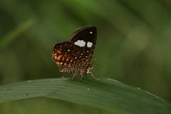 Herimba atkinsoni disconjuncta