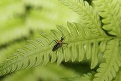 Biasticus flavinotus