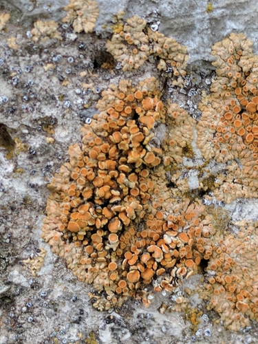 Caloplaca saxicola image