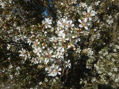 Leptospermum coriaceum