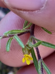 Rhynchopsidium sessiliflorum