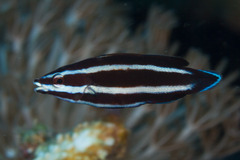 Labropsis manabei
