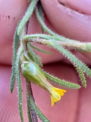 Rhynchopsidium sessiliflorum