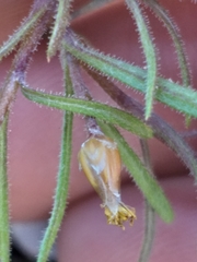 Rhynchopsidium sessiliflorum