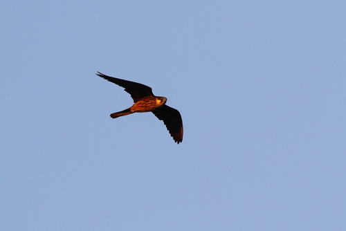 Halcón de Eleonora (Falco eleonorae)