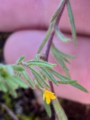 Rhynchopsidium sessiliflorum