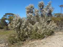 Leptospermum coriaceum