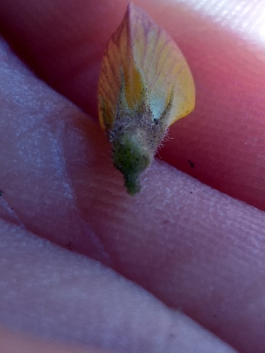 Image of Rhynchosia ciliata by (c) kevin koen, some rights reserved (CC BY-SA)