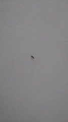 Insecta