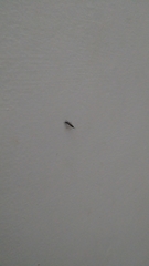 Insecta