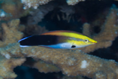 Labroides pectoralis