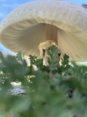 Chlorophyllum molybdites
