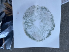 Chlorophyllum molybdites