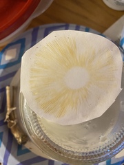 Chlorophyllum molybdites