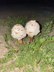 Chlorophyllum molybdites