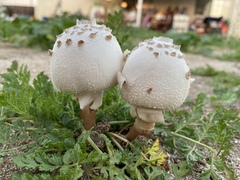 Chlorophyllum molybdites
