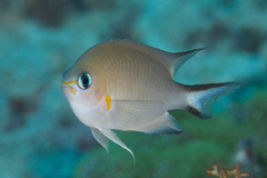 Pycnochromis amboinensis