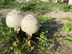 Chlorophyllum molybdites