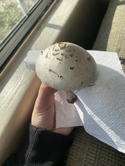 Chlorophyllum molybdites
