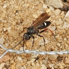 Cryptocheilus versicolor