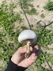 Chlorophyllum molybdites