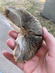 Chlorophyllum molybdites